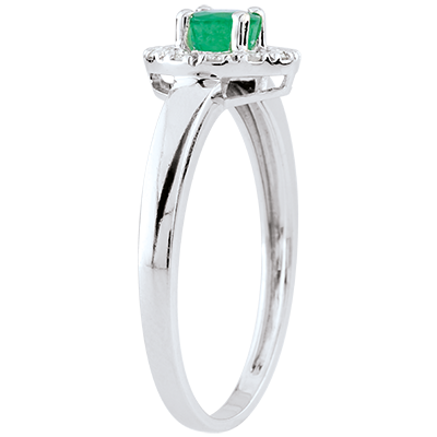 Eternel Edelweiss nº 2